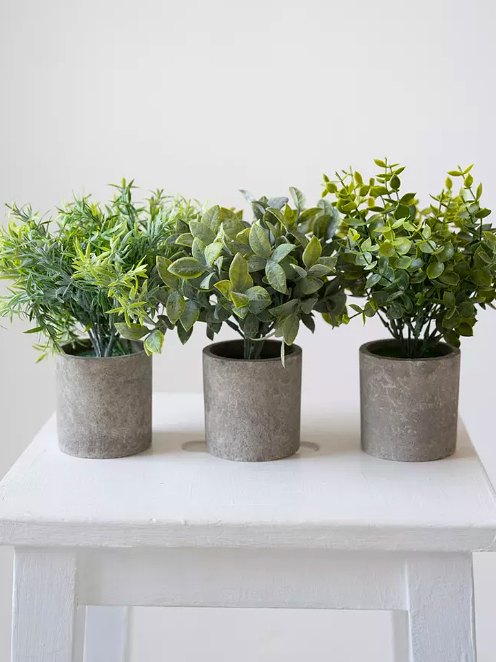 Горшечные растения